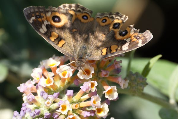 butterfly on a flower